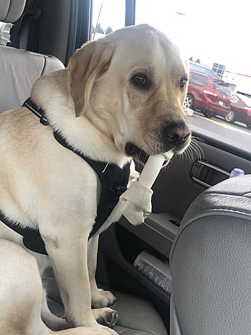 Got my first furry friend