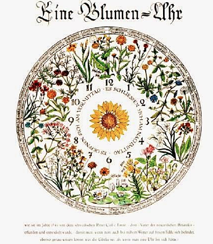 Carl von Linne - Reloj floral.