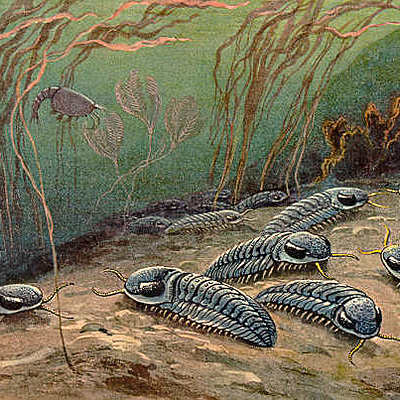 Timeline: Era Paleozóica