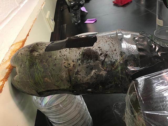 Grass Height Reaches 5 Centimeters