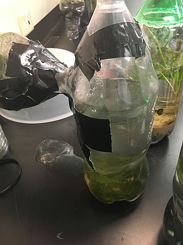 Fish, Cricket, and Aquatic Plants Die