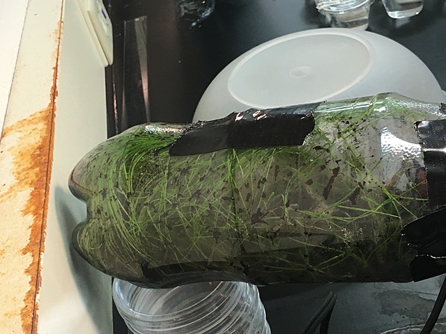 Grass Height Reaches 13 Centimeters