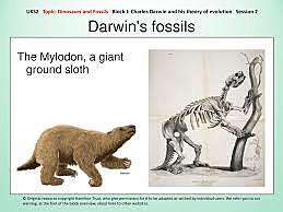 Bahia Blanca (Argentina), Numerosi giganteschi quadrupedi estinti