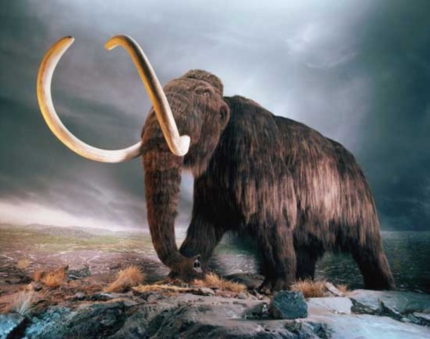I moved to Siberia and discovered a frozen wooly mammoth