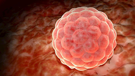 Implantación (1ra y 2da semana)