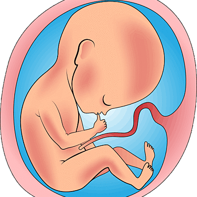 Timeline: GESTACIÓN DEL SER HUMANO