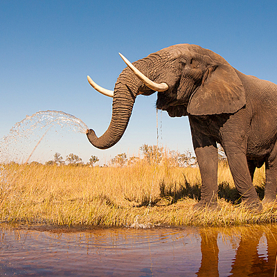 Timeline: Evolución del Elefante