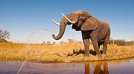 Timeline: Evolución del Elefante