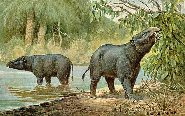 El Moeritherium