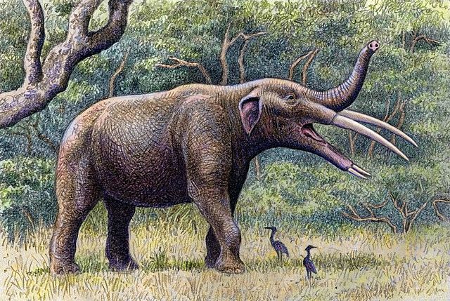 El Gomphotherium