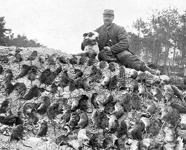 LA GUERRA DE LAS RATAS