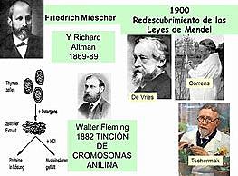 Leyes de Mendel se redescubren
