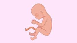 Timeline: Gestación humana