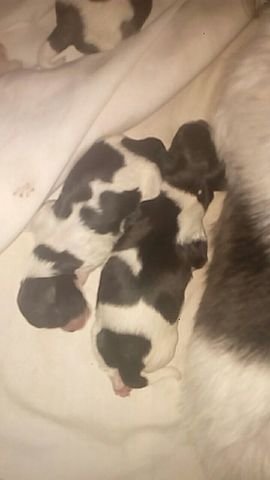 Auxiliar un parto canino