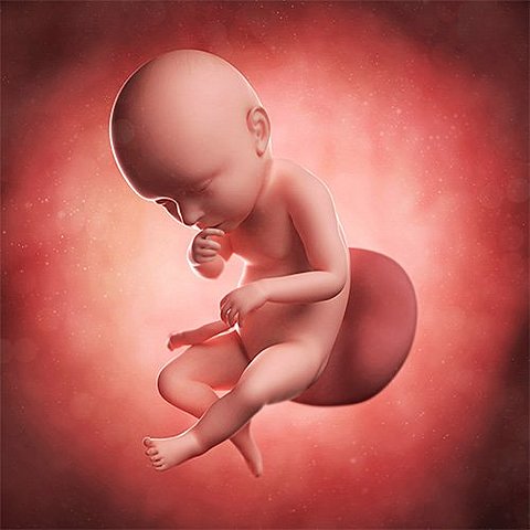 Noveno mes de gestación