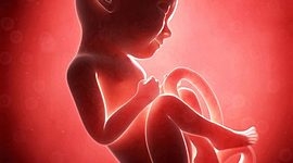 Timeline: Línea de tiempo de la gestación 652