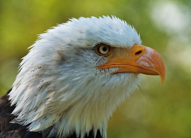 Bald Eagle Removed from the List of Endangered and Threatened Wildlife