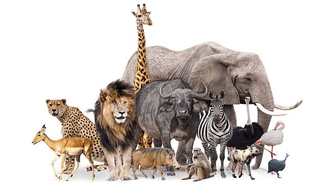 Let's go to safari !