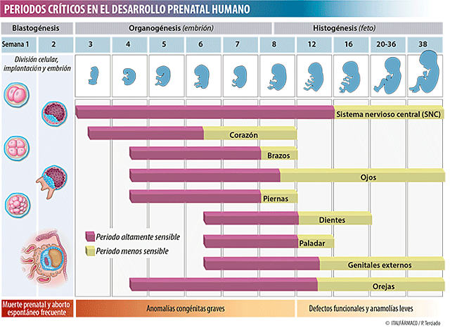 Periodos críticos de la gestación