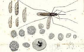 Ronald Ross y Batista Grassi