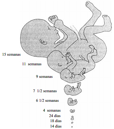 Para el final del periodo embrionario