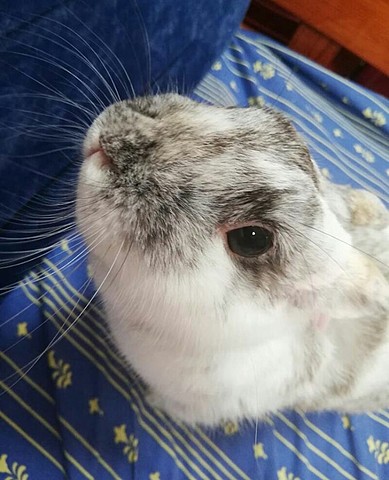 Me regalaron un conejito.