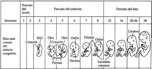 El desarrollo gestacional