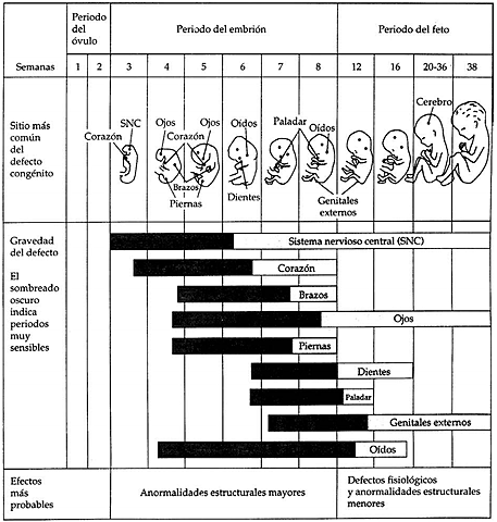 Anormalidades estructurales en los periodos sensibles