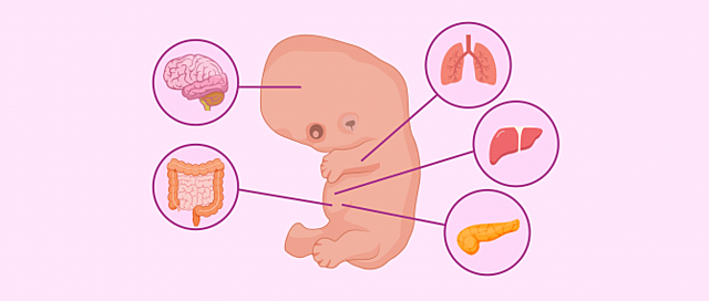 Semana 9 (Periodo fetal)
