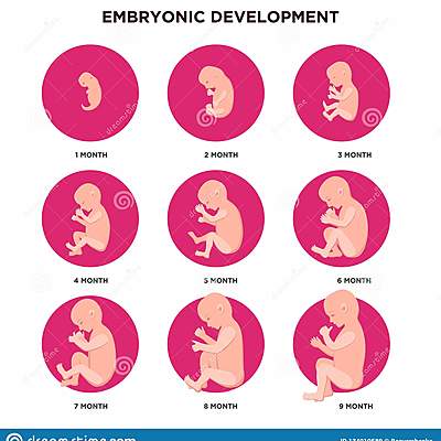 Timeline: Mes a Mes del Embrazo