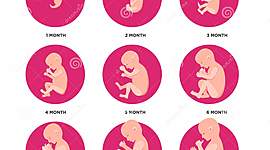Timeline: Mes a Mes del Embrazo