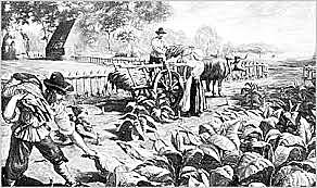 Tobacco started getting plated