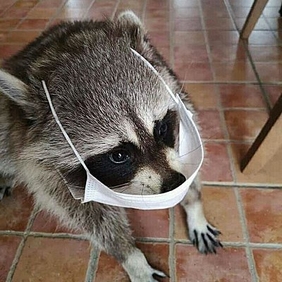 Timeline: Evolución del software