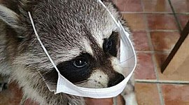 Timeline: Evolución del software