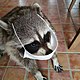 Mapache con cubrebocas