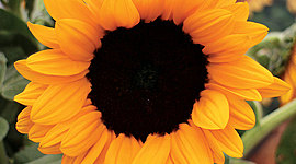 Timeline: Erikson's Timeline (Clara)