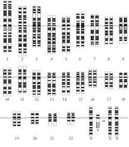 Mapa provisional del genoma humano