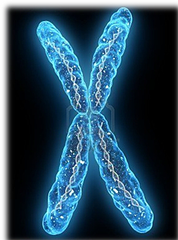 La base cromosómica de la herencia (1902-1903)