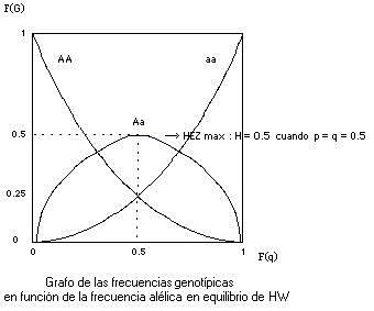 Ley de Hardy-Weinberg (1908)