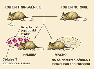 Algunos descubrimientos en los 80