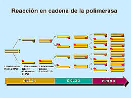 La reacción en cadena de la polimerasa (1986)