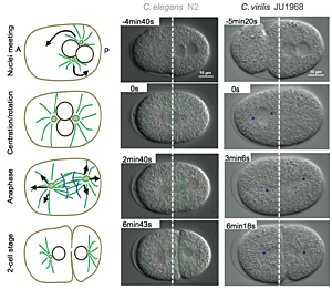 Secuenciación de genomas de otros organismos modelos (1996-1998)