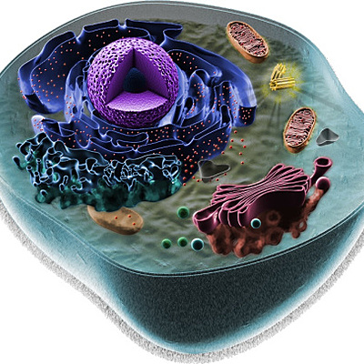 Timeline:                                                LA CELULA