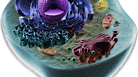 Timeline:                                                LA CELULA