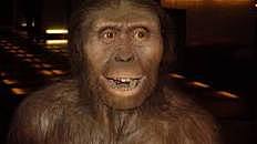 Australopithecus afarensis ( fa 4.000.000 anys)
