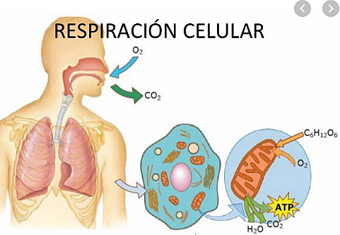 Sobre la respiración celular
