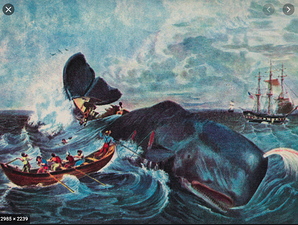American and French ships sailed North from Hawaii to the Gulf of Alaska in search of blubber-laden right whales.