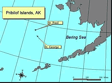 To halt the seals decline, the federal government invited bids on an exclusive lease for the Pribilof breeding grounds.
