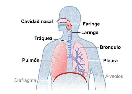 Las Vías Respiratorias