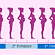 Etapas del embarazo por meses 570x242
